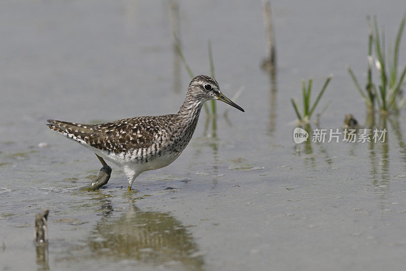 木鹬（Tringa glareola）